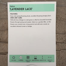 Load image into Gallery viewer, HEBE LAVENDER LACE 3.5L
