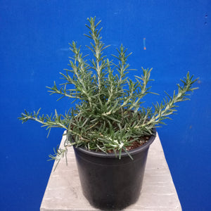 ROSEMARY BLUE LAGOON