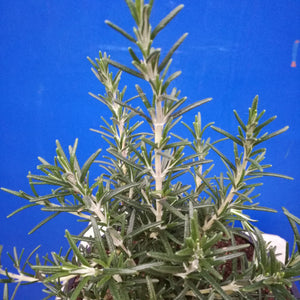 ROSEMARY BLUE LAGOON