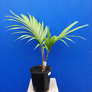 RHOPALOSTYLIS BAUERI VAR. KERMADECENSIS KERMADEC NIKAU 5.0L