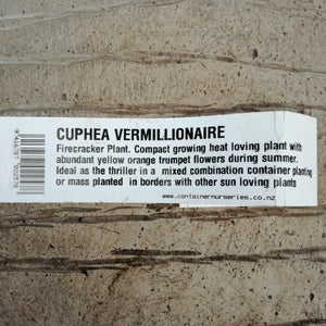 CUPHEA VERMILLIONAIRE 1.5L