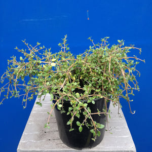 COPROSMA BOWLING GREEN 2.0L