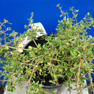 COPROSMA BOWLING GREEN 2.0L