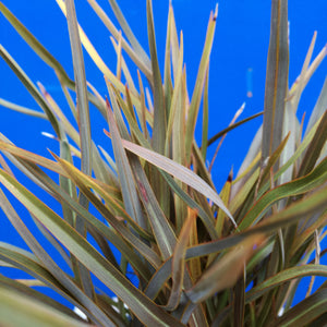 PHORMIUM CHOCOLATE FINGERS