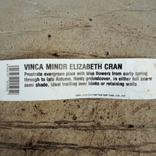 Load image into Gallery viewer, VINCA MINOR ELIZABETH CRAN
