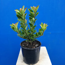 Load image into Gallery viewer, RHAPHIOLEPIS FERGUSONII INDIAN HAWTHORN 2.0L
