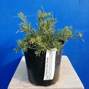 CALLISTEMON ROCKY RAMBLER