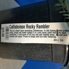 Load image into Gallery viewer, CALLISTEMON ROCKY RAMBLER
