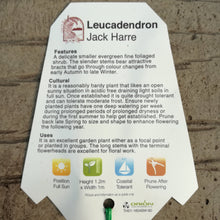 Load image into Gallery viewer, LEUCADENDRON JACK HARRE 1.5L
