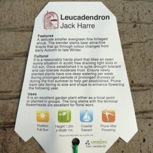 LEUCADENDRON JACK HARRE 1.5L