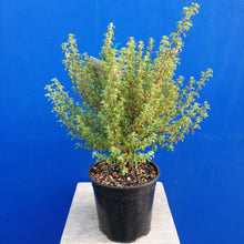 Load image into Gallery viewer, PROSTANTHERA ROTUNDIFOLIA ROUND LEAVED MINTBUSH 2.5L
