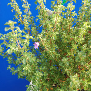 PROSTANTHERA ROTUNDIFOLIA ROUND LEAVED MINTBUSH 2.5L