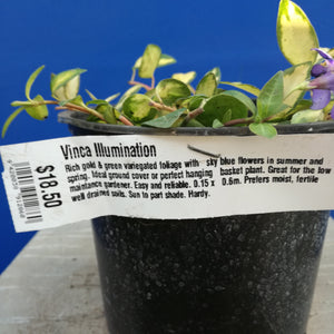 VINCA MINOR ILLUMINATION 1.5L