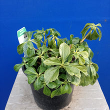 Load image into Gallery viewer, PACHYSANDRA TERMINALIS GREEN SHEEN 1.5L
