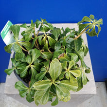 Load image into Gallery viewer, PACHYSANDRA TERMINALIS GREEN SHEEN 1.5L
