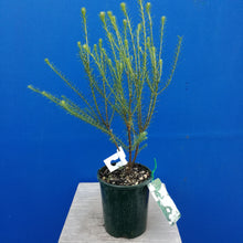 Load image into Gallery viewer, OZOTHAMNUS SPRINGTIME WHITE 1.5L
