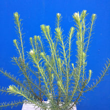 Load image into Gallery viewer, OZOTHAMNUS SPRINGTIME WHITE 1.5L
