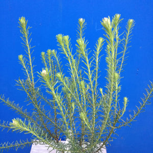 OZOTHAMNUS SPRINGTIME WHITE 1.5L