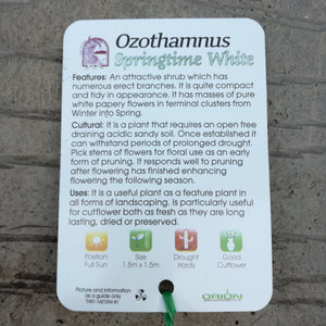 OZOTHAMNUS SPRINGTIME WHITE 1.5L