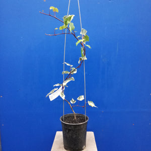 HEDERA CANARIENSIS VARIEGATA CANARY ISLAND IVY