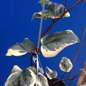 HEDERA CANARIENSIS VARIEGATA CANARY ISLAND IVY