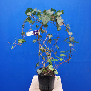 HEDERA HELIX