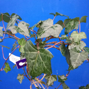 HEDERA HELIX