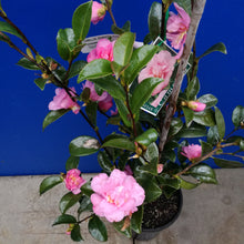 Load image into Gallery viewer, CAMELLIA SASANQUA JENNIFER SUSAN 4.0L
