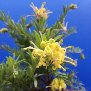 GREVILLEA EUREKA 2.5L