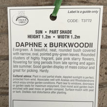 Load image into Gallery viewer, DAPHNE BURKWOODII
