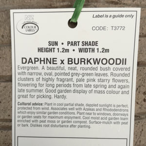 DAPHNE BURKWOODII