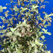 Load image into Gallery viewer, PITTOSPORUM TENUIFOLIUM ZEN 25.0L
