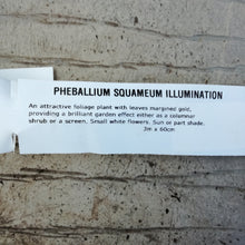 Load image into Gallery viewer, PHEBALIUM ILLUMINATION
