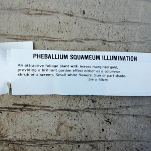 PHEBALIUM ILLUMINATION