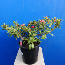 Load image into Gallery viewer, AZALEA EVERGREEN PAUL SCHAME 4.0L
