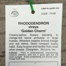 Load image into Gallery viewer, VIREYA RHODODENDRON GOLDEN CHARM 3.3L
