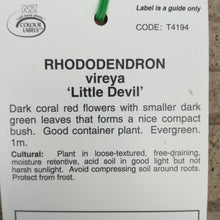 Load image into Gallery viewer, VIREYA RHODODENDRON LITTLE DEVIL 2.4L
