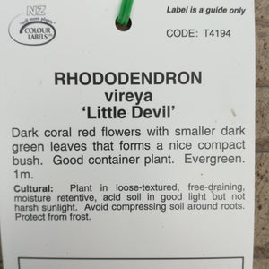 VIREYA RHODODENDRON LITTLE DEVIL 2.4L