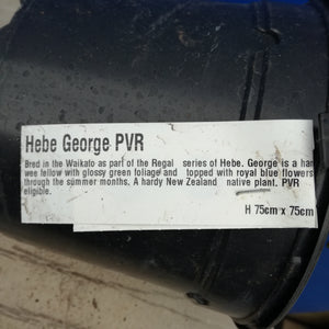 HEBE GEORGE 2.0L