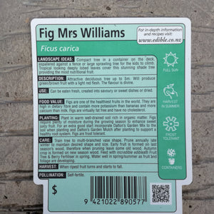 FIG MRS WILLIAMS 3.0L