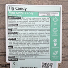 Load image into Gallery viewer, FIG CANDY 3.0L
