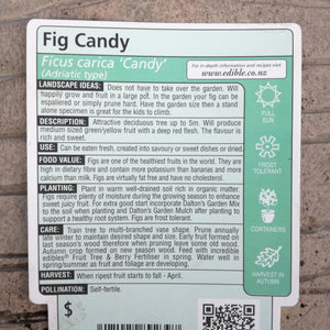 FIG CANDY 3.0L