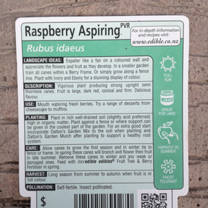 RASPBERRY ASPIRING 3.0L