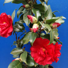 Load image into Gallery viewer, CAMELLIA JAPONICA MIDNIGHT 4.0L
