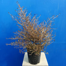 Load image into Gallery viewer, COPROSMA ROYS RED
