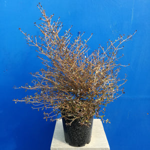 COPROSMA ROYS RED