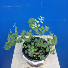 Load image into Gallery viewer, ADIANTUM CUNNUNGHAMII COMMON MAIDENHAIR 14CM
