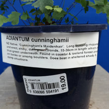 Load image into Gallery viewer, ADIANTUM CUNNUNGHAMII COMMON MAIDENHAIR 14CM
