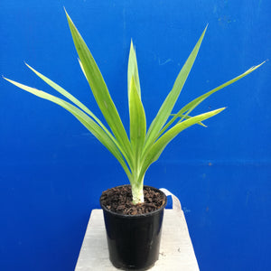 YUCCA ELEPHANTIPES 6.0L