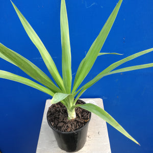 YUCCA ELEPHANTIPES 6.0L